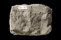 泥岩藏品圖，第4張